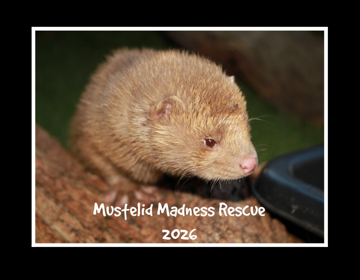 Mustelid Madness Rescue 2026
