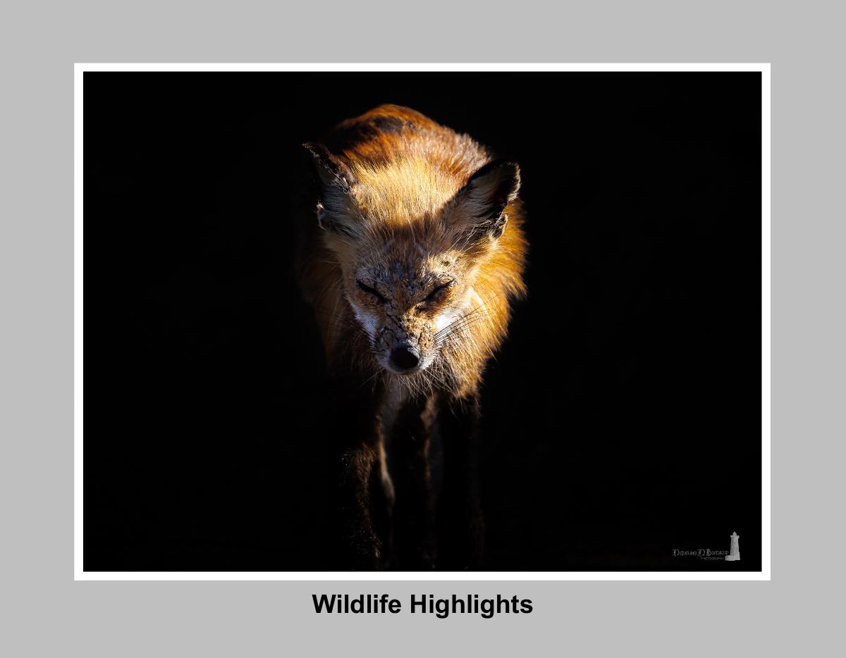 Wildlife Hightlights