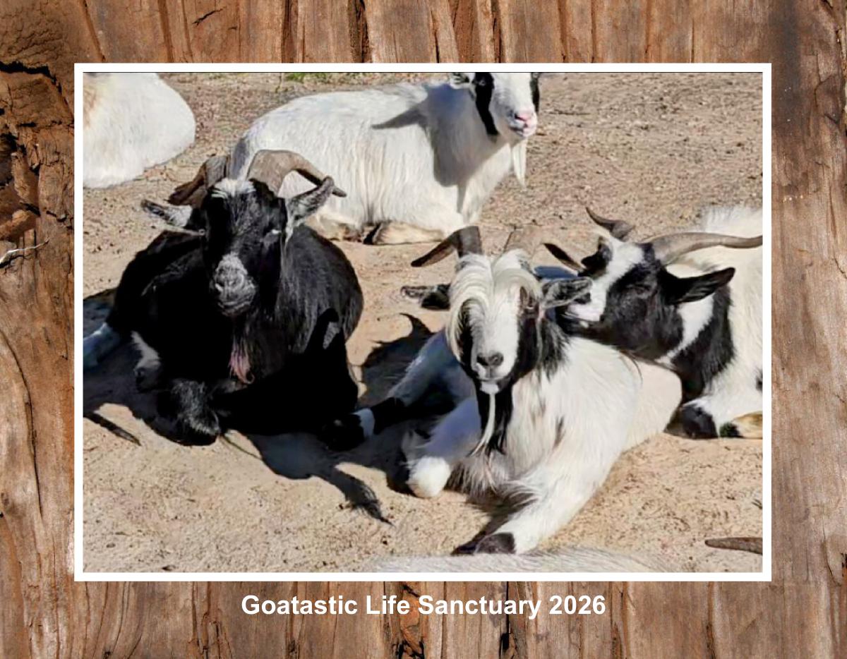 2026 Goatastic Life Sanctuary Calendar