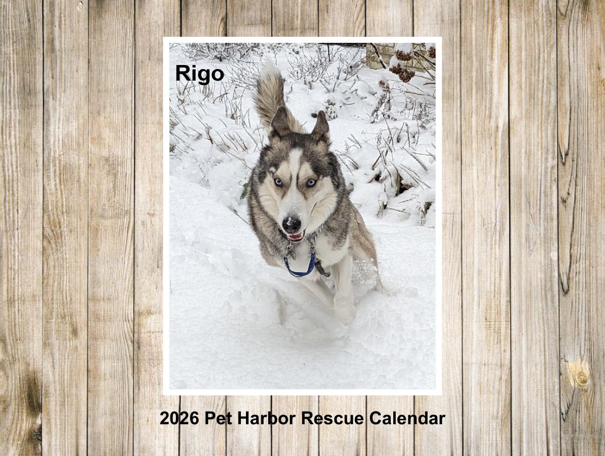 2026 Pet Harbor Rescue Calendar Collage edition