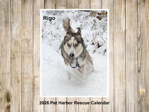 2026 Pet Harbor Rescue Calendar Collage edition