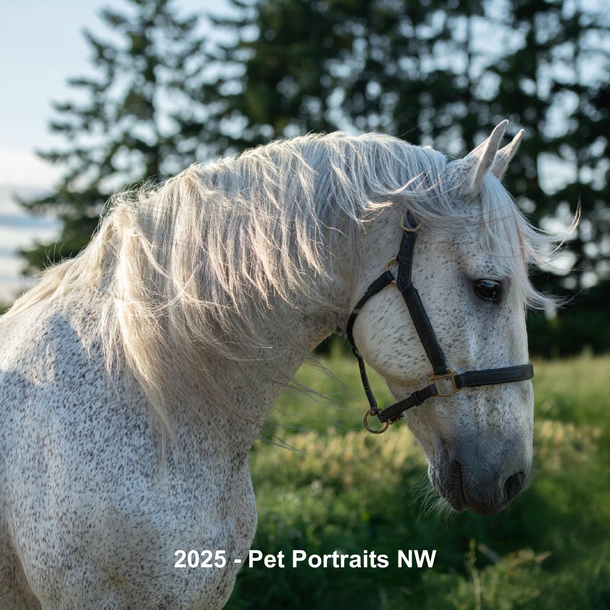 Pet Portraits NW Equine Calendar