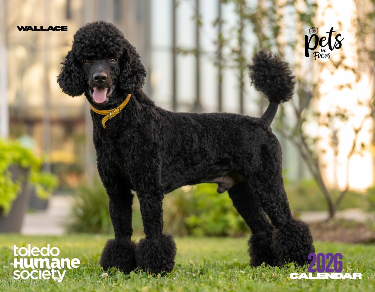2026 Toledo Humane Society Calendar