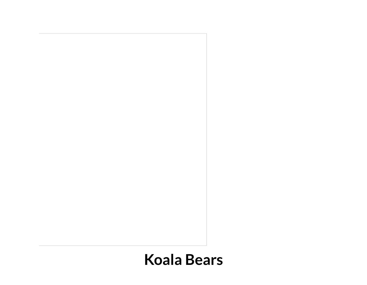 Koala bears