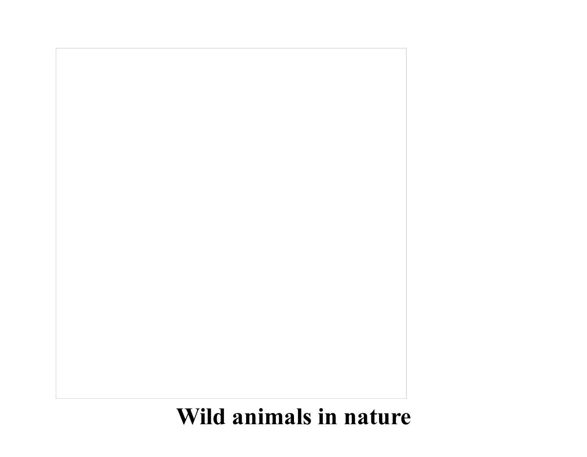 Wild animals in nature 2026