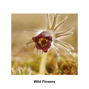 Wild Flowers