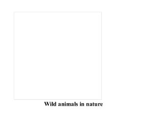 Wild animals in nature 2026