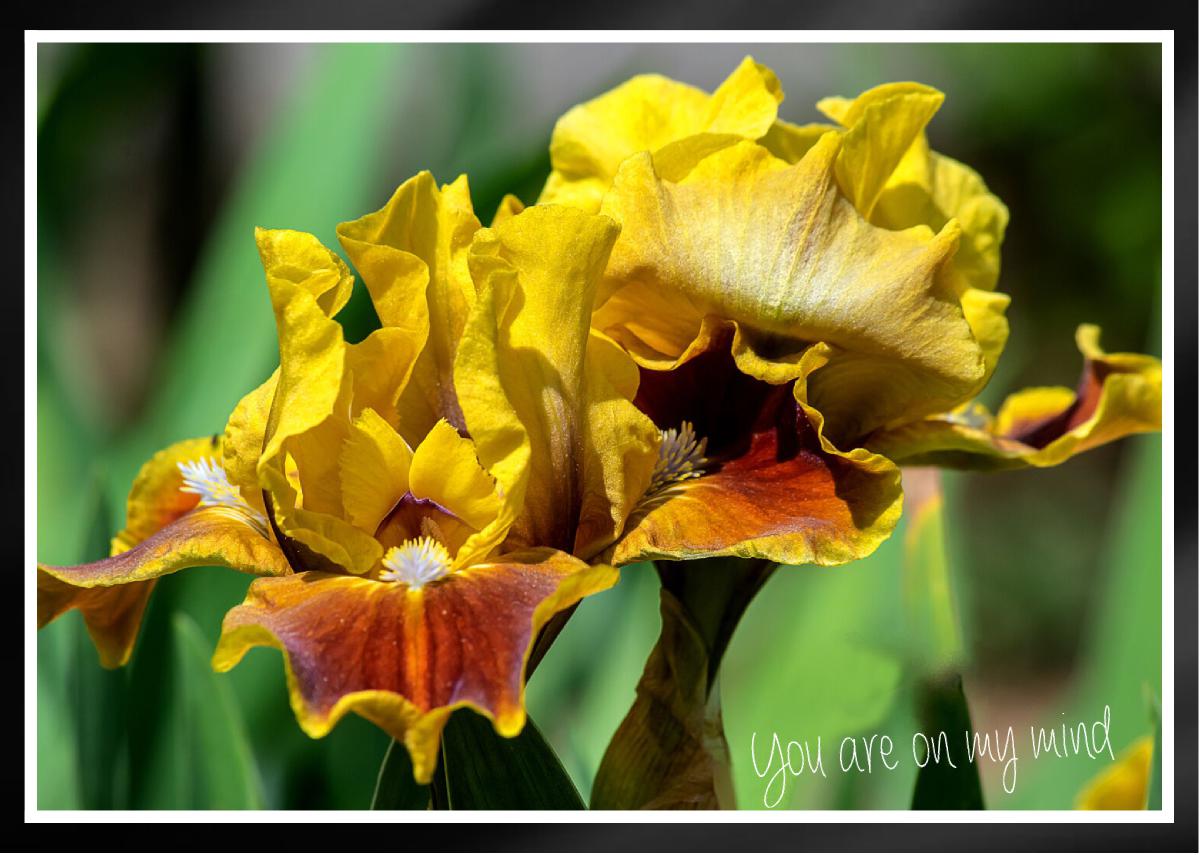 Intrepid Hunter Bearded Iris Card
