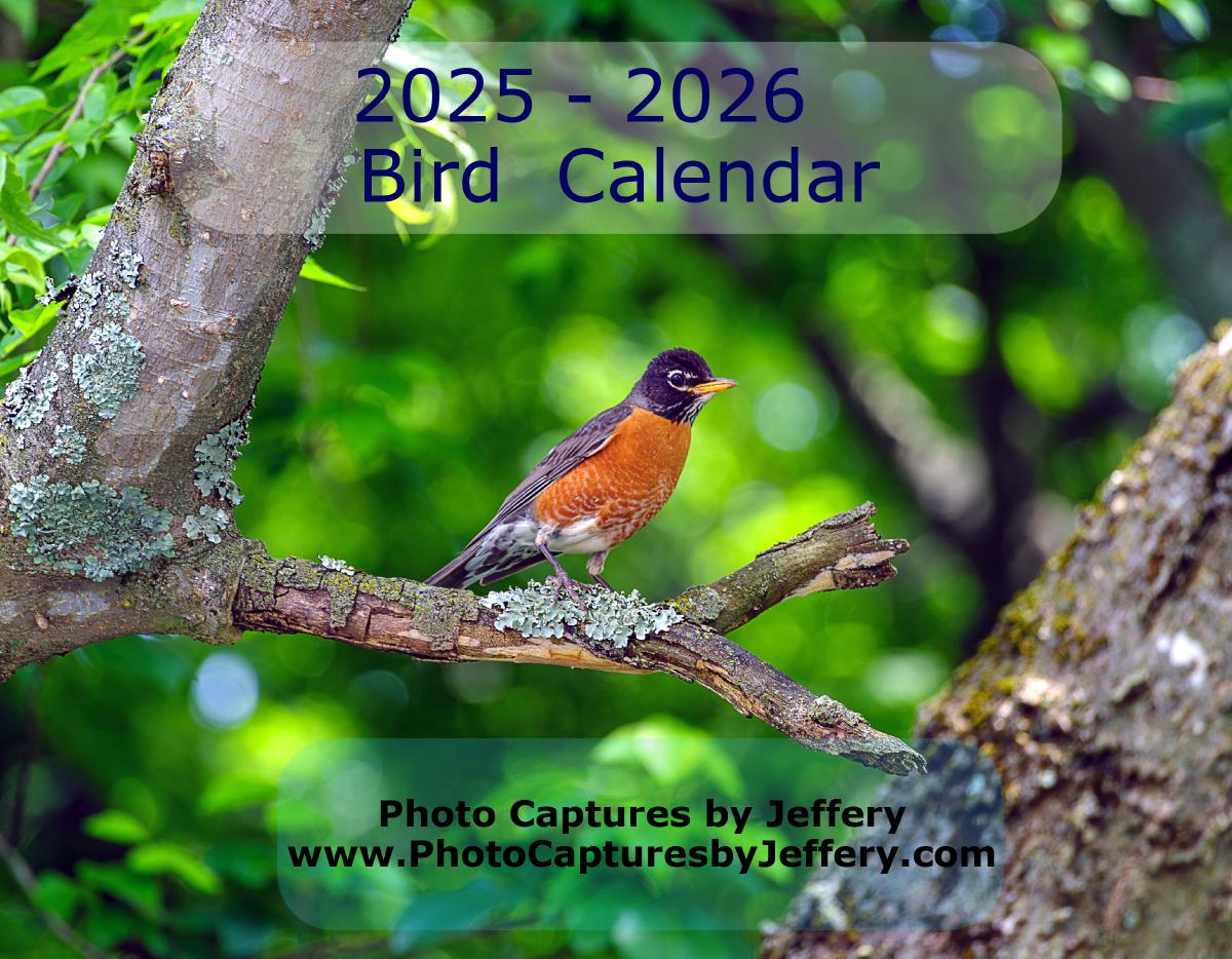 2025 2026 17 Month Bird Calendar