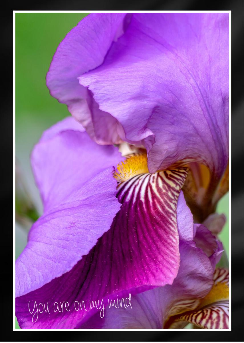 Dauntless Bearded Iris Petal bent over Card