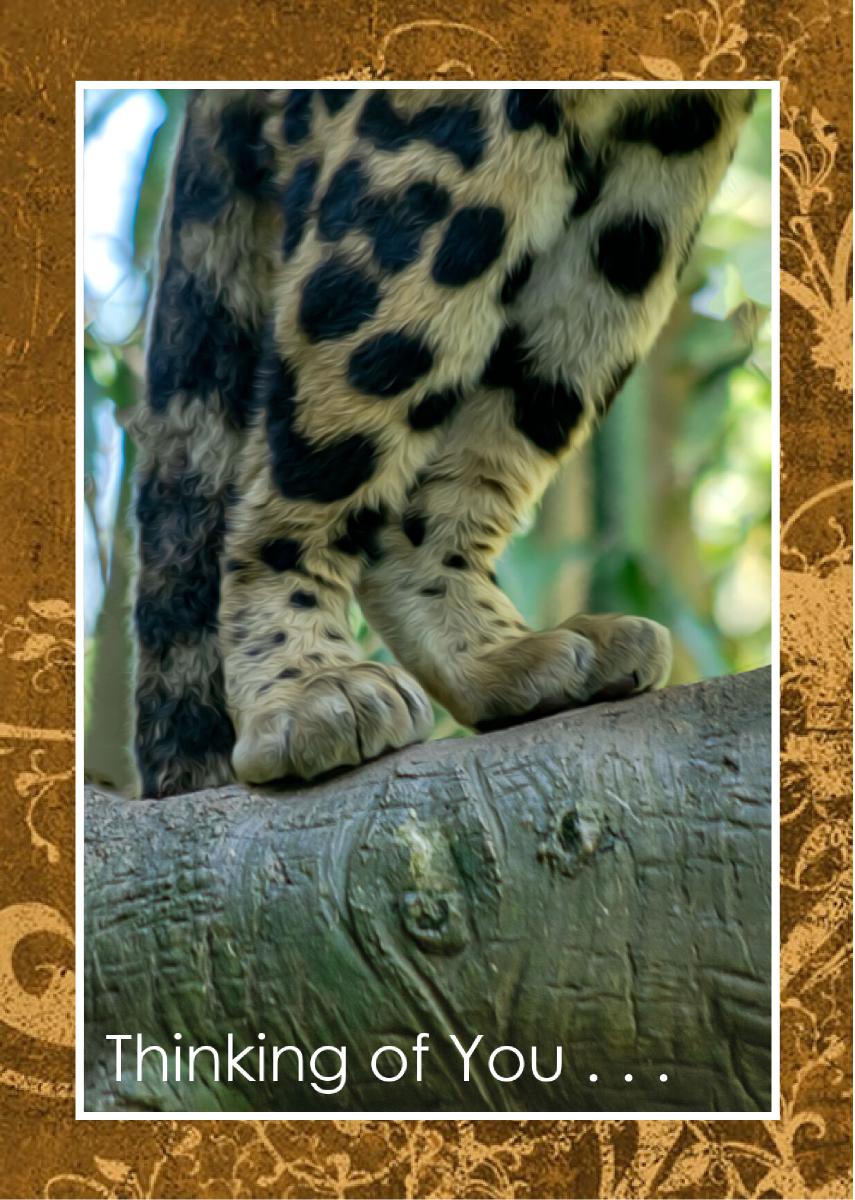 Clouded Leopard back paws standing on limb Card