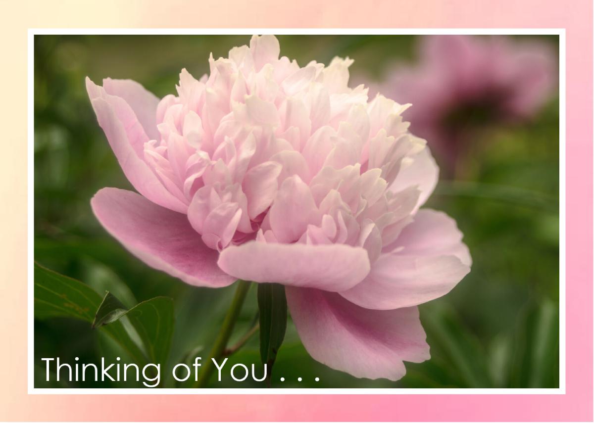 Pink Peony Soft Light Card