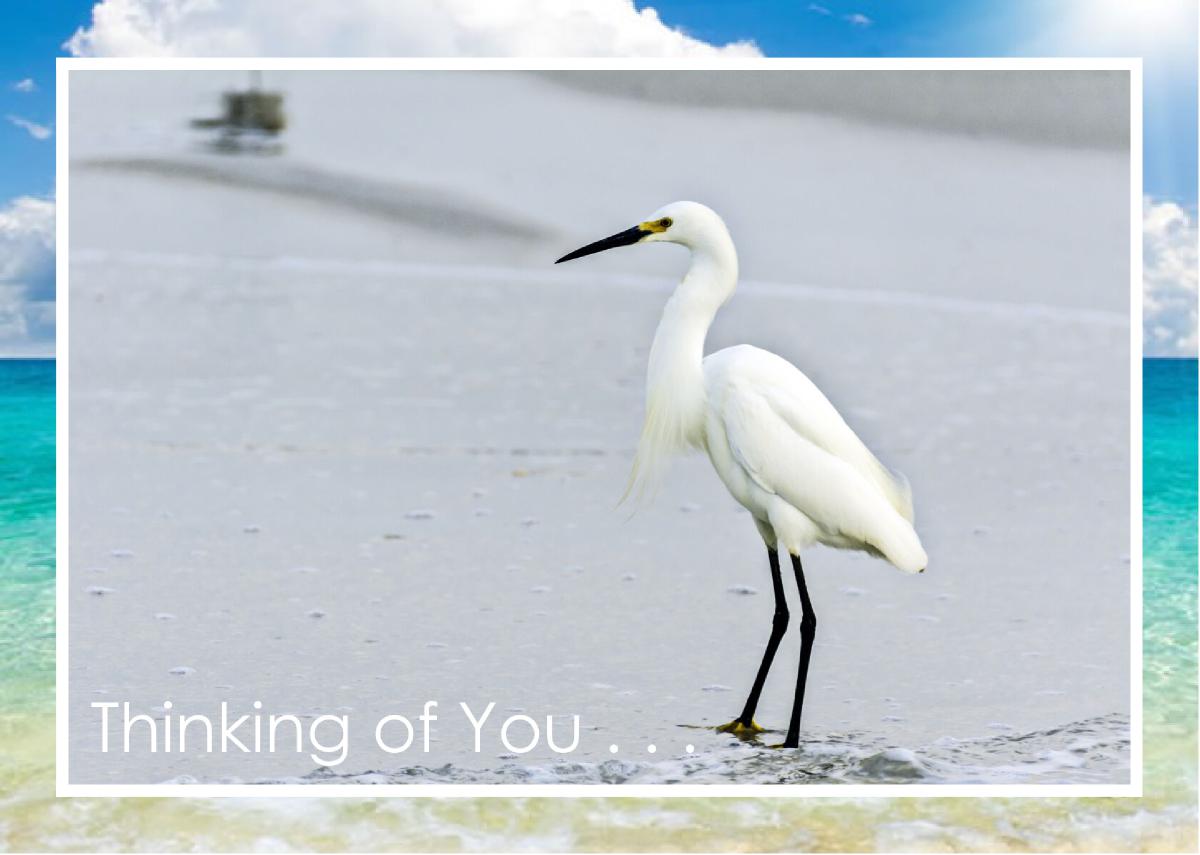 Snowy White Egret White Sand Beach Card