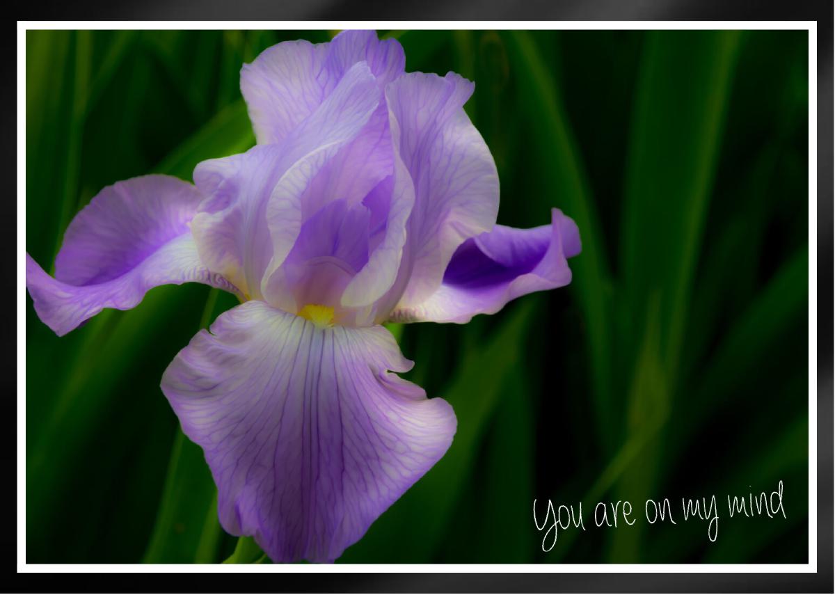 Subtle soft elegant purple tall bearded iris Card