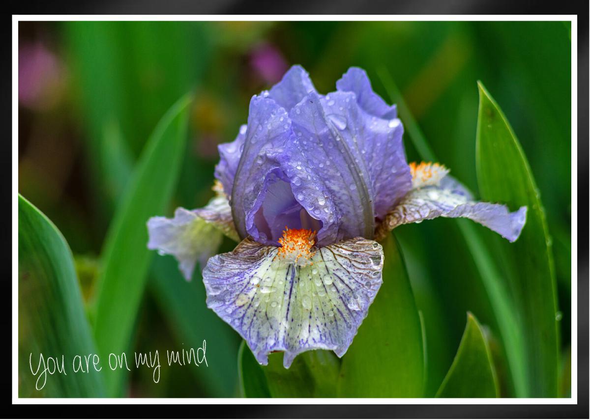 Elegant light blue light purple Mini Iris Card