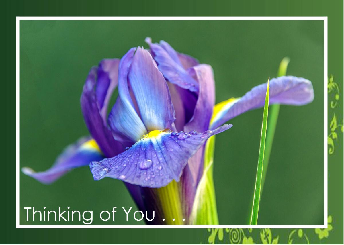 Close landscape view of Dutch Iris Card