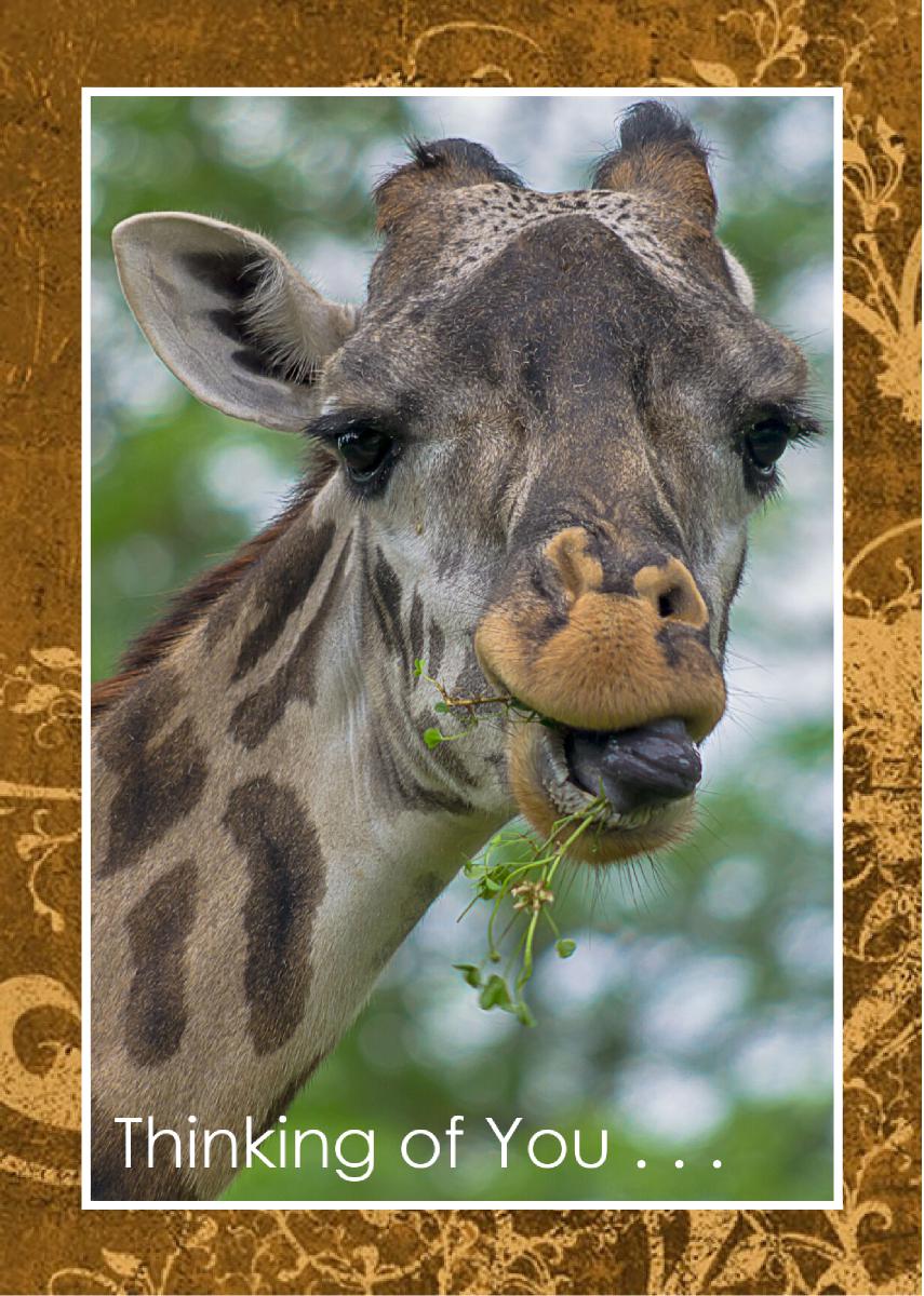 Male Masai Giraffe with long grass Card