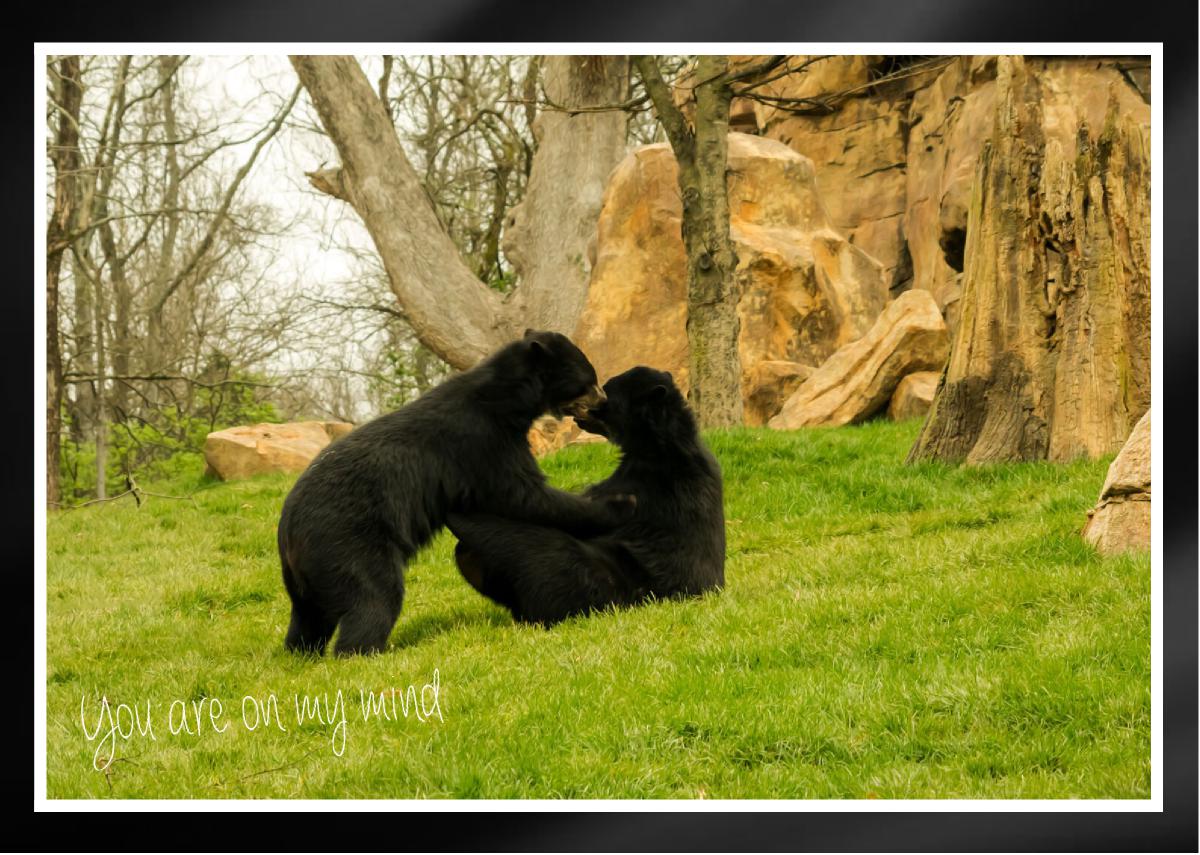 Painterly rendering of two male bears Card