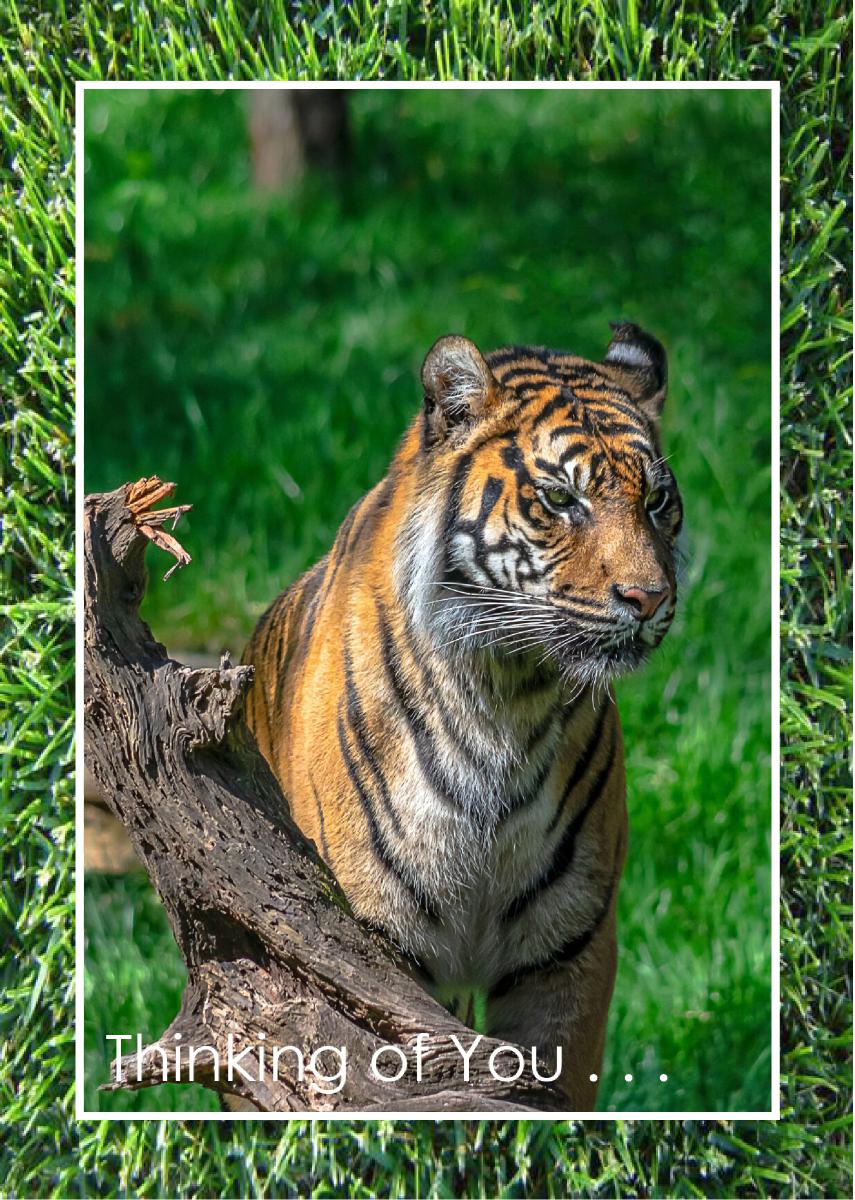 Sumatran Tiger portrait Card