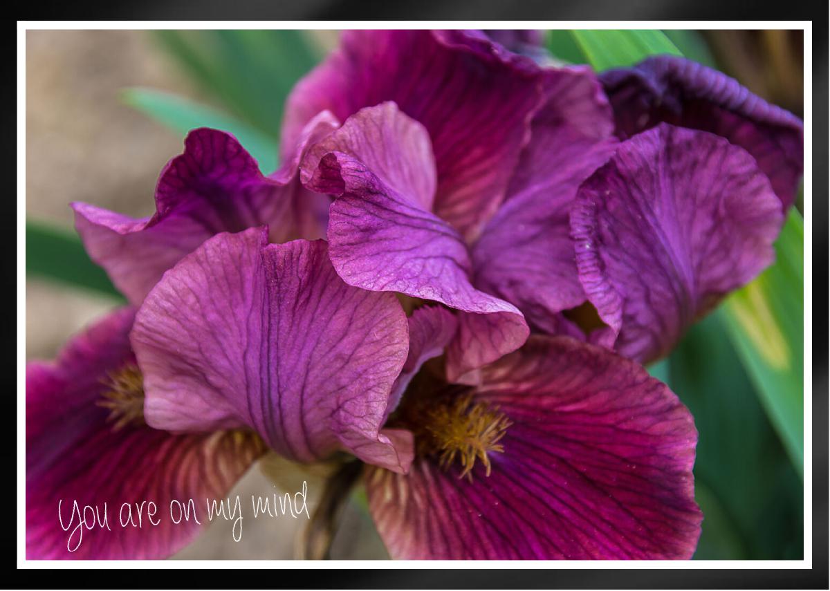 Lovely burgundy iris Card
