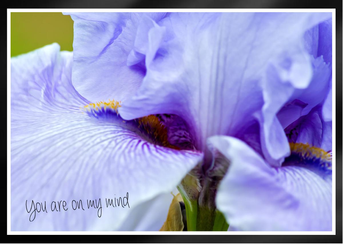 Chianti light purplish blue tall bearded iris Card