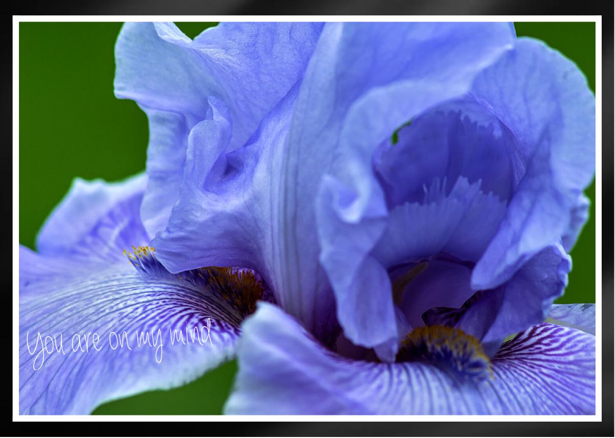 Chianti Classic Tall bearded Iris Nashville Card