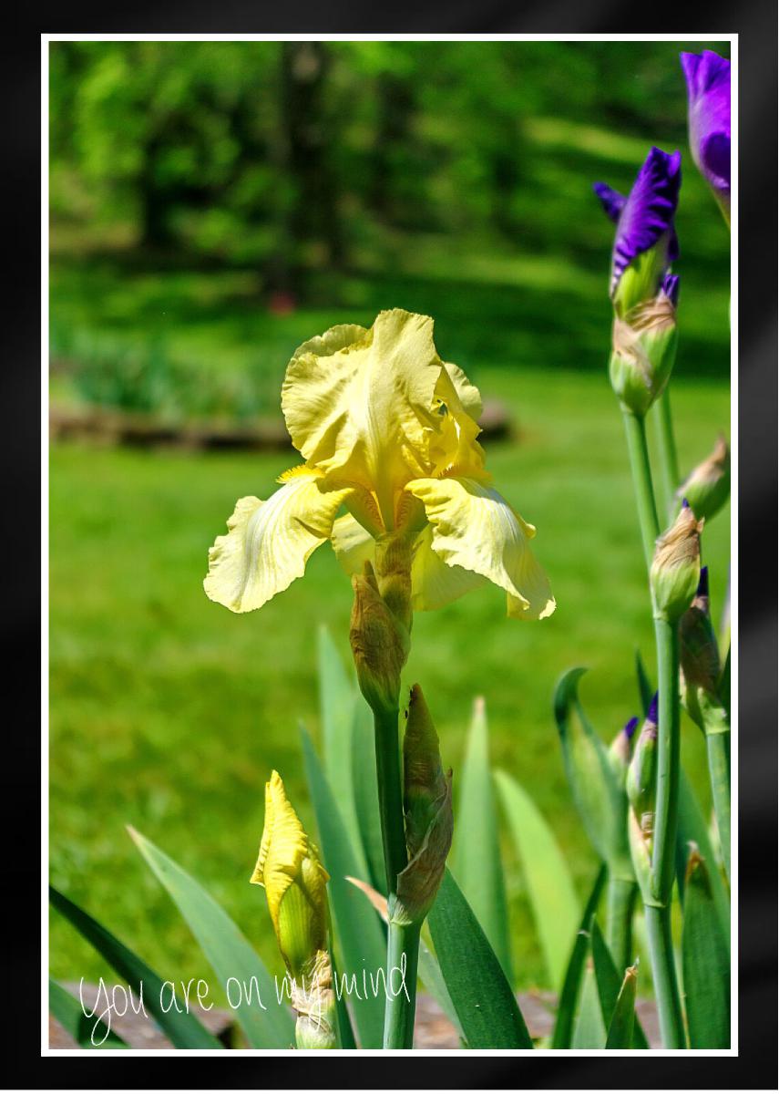 Shoot the Moon Bearded Iris Portrait Card