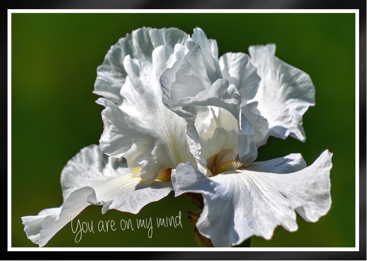 Alabama Bound Bearded Iris elegant Card