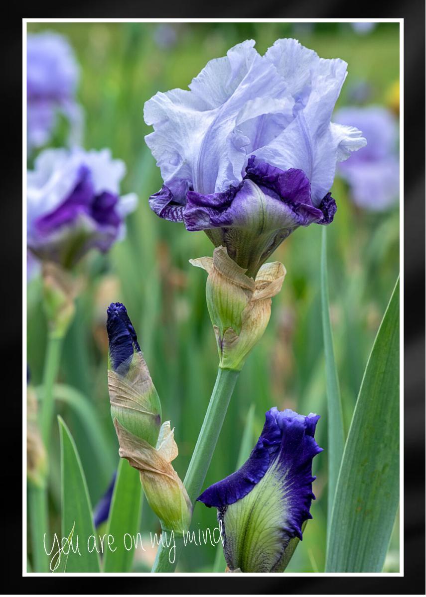 Mans Best Friend Bearded Iris Card