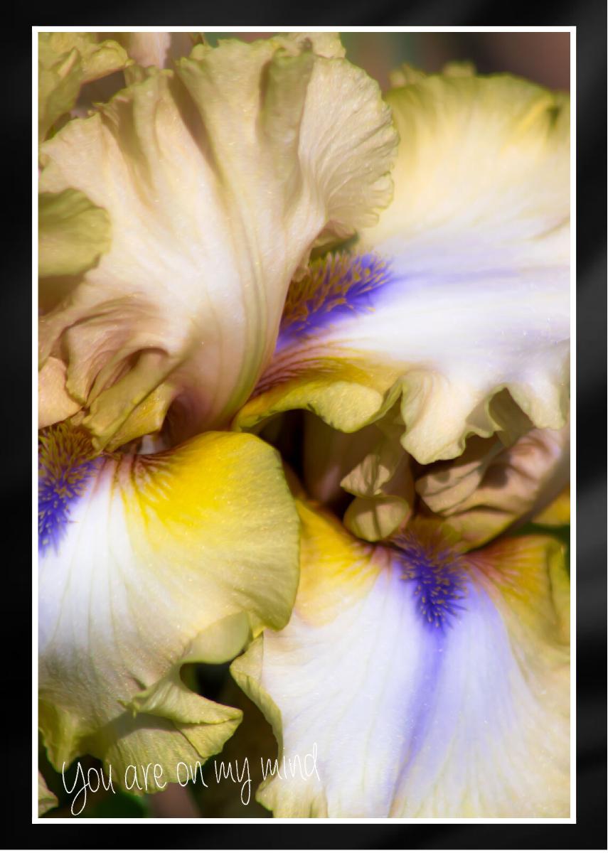 Iris elegant Handmade Card