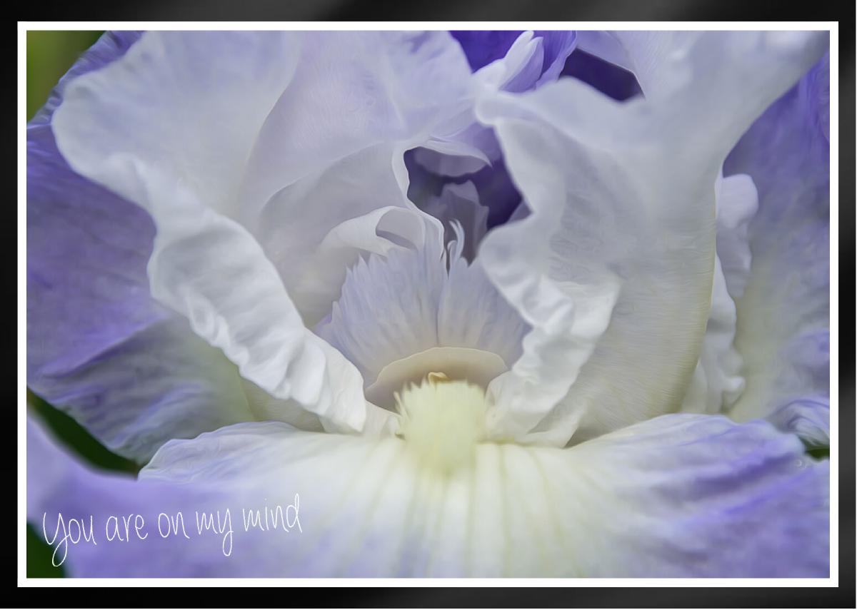 Elegant light blue white bearded Iris Card