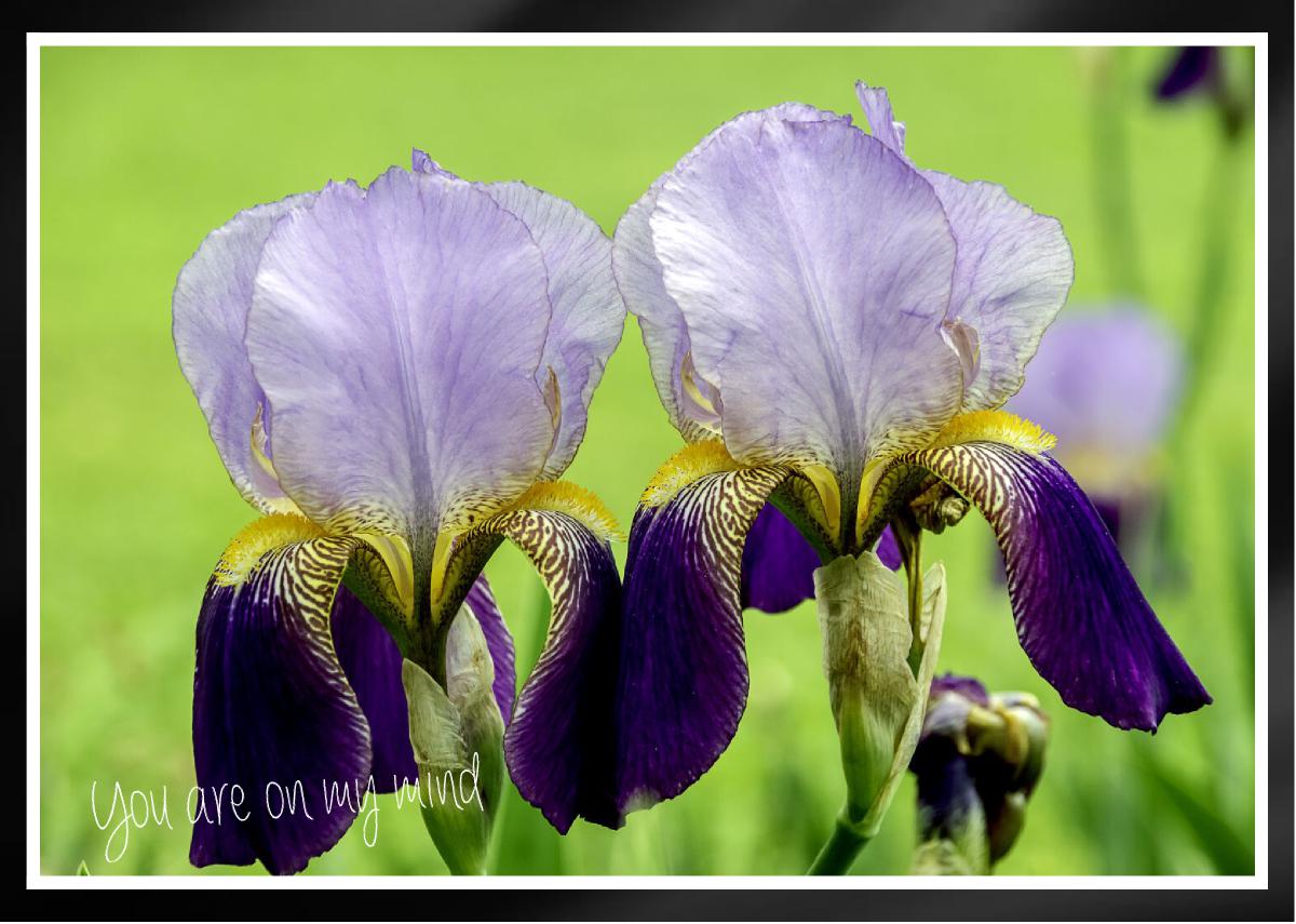 Regal Royal Violet Purple Iris Two Card