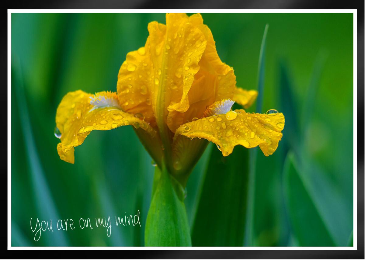 Yellow Miniature Iris with raindrops Card