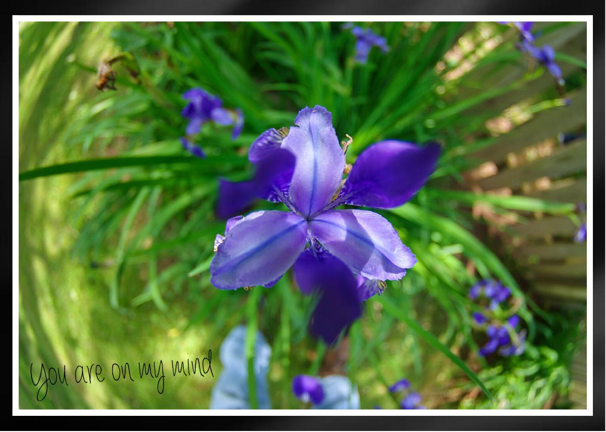Fish eye view Blue Iris Card