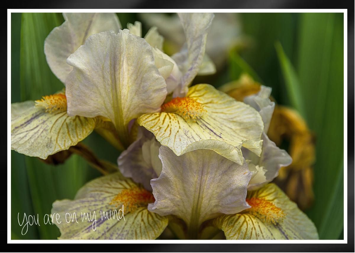 Elegant iris veined petals Card