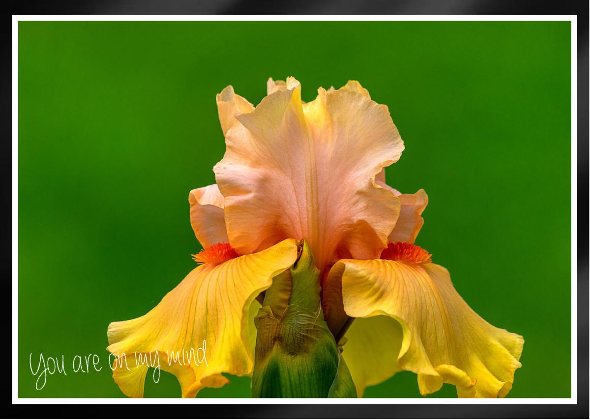 Early To Rise Tall Bearded Iris close view Card