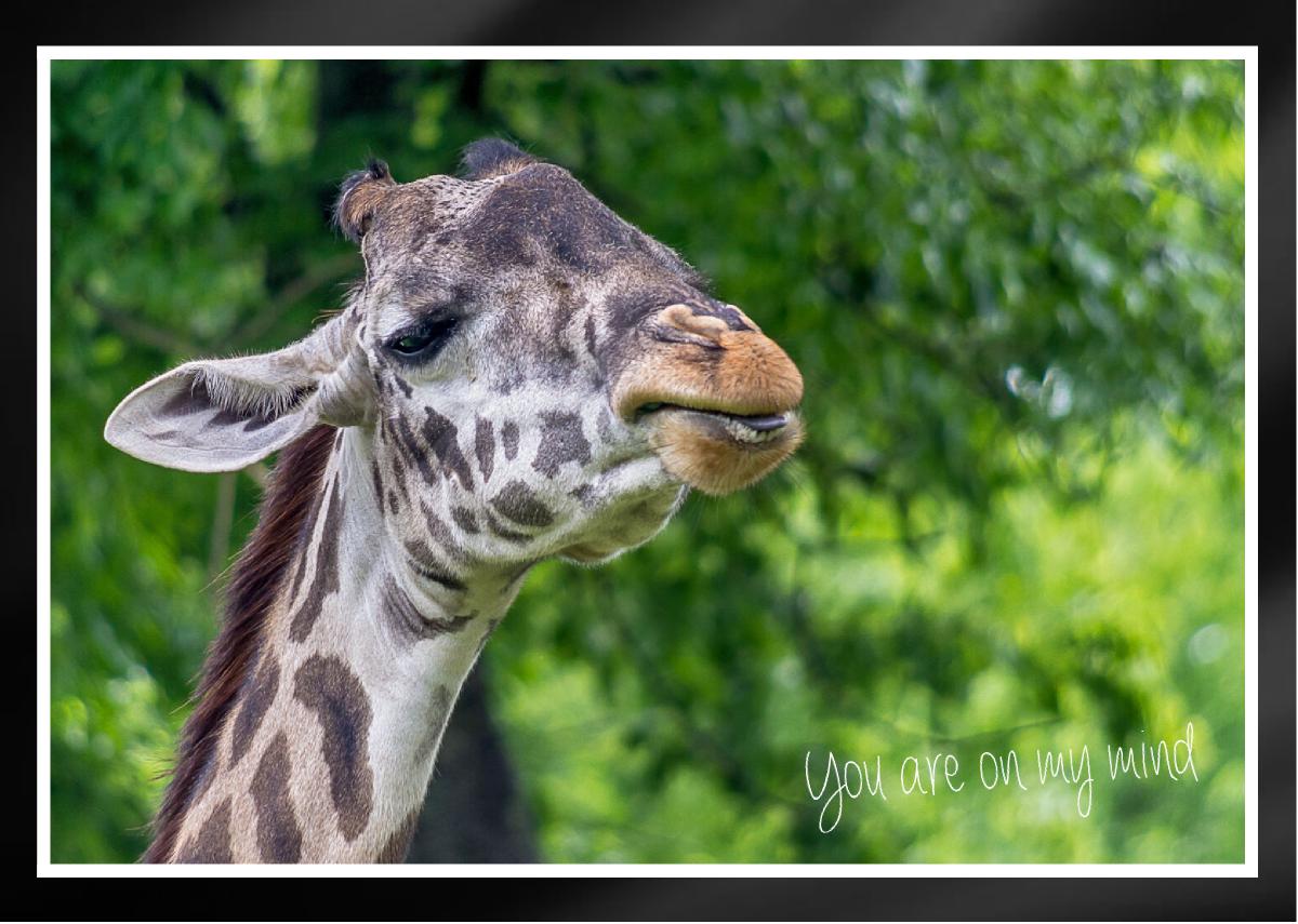Masai Giraffe male head tilted up smile Card