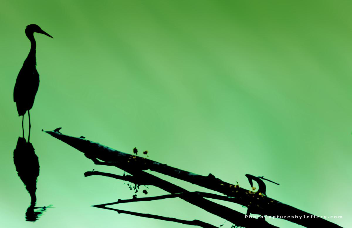 Silhouette of Great Blue Heron on green