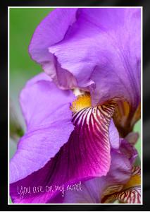 Dauntless Bearded Iris Petal bent over Card