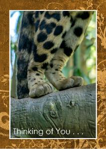 Clouded Leopard back paws standing on limb Card