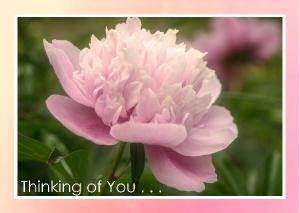 Pink Peony Soft Light Card