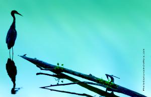 Silhouette of Great Blue Heron on light teal