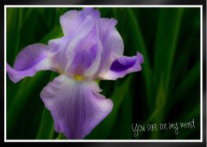 Subtle soft elegant purple tall bearded iris Card
