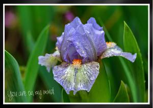 Elegant light blue light purple Mini Iris Card