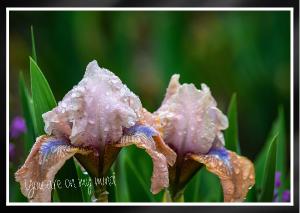 Sweathearts Again Dwarf Bearded Iris Card