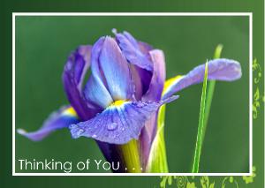 Close landscape view of Dutch Iris Card