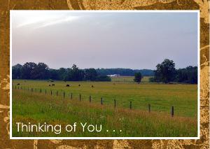 Pasture With Cows Early Morning Card