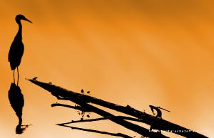 Silhouette of Great Blue Heron on orange