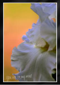 White Iris Orange Green Background Card