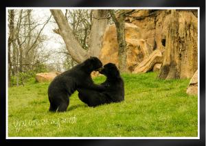 Painterly rendering of two male bears Card